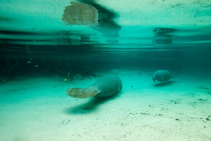 Karibik-Manati Trichechus manatus West Indian Manatee